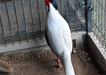 sprzedam  Bażanty  ozdobne