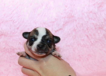 Chihuahua samiec długowłosy ZKwP FCI! Prawdziwy rodowód!