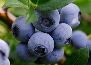 Borówka amerykańska bluecrop