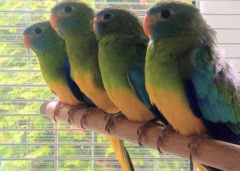 Łąkówki turkusowe młode