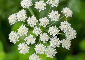 BIEDRZENIEC ANYŻ Pimpinella anisum - NASIONA 100g