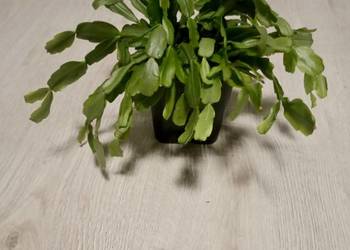 Grudnik, szlumbergera, zygokaktus kwiat doniczkowy.