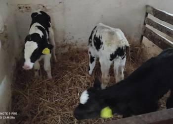 Cielaki byczki 3 sztuki