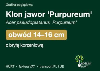 Klon jawor 'Purpureum' obwód 14-16 cm, z bryłą – HURT