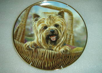 Paul Doyle talerz kolekcjonerski Yorkshire Terrier