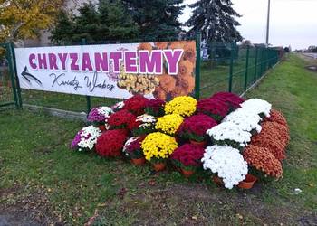 Chryzantemy, pokoloruj jesień chryzantemami