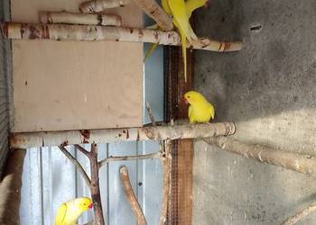 Aleksandretta obrożna