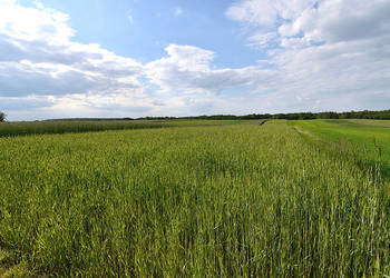 Sprzedam działkę rolno-budowlaną