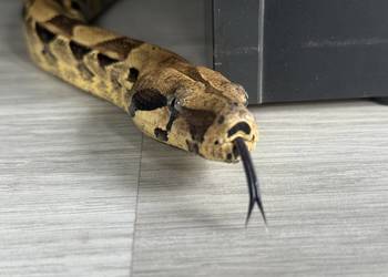 Boa Imperator Normal (Albino Kahl)