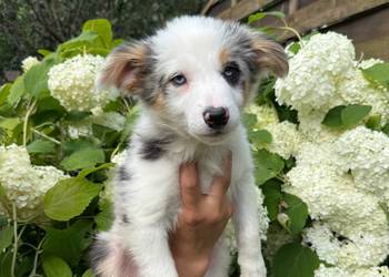 "CLARA" suczka Border Collie Blue merle tricolor BADANIA GENETYCZNE