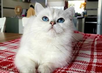 Kocurek srebrny point.