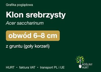 Klon srebrzysty (Acer saccharinum) obwód 6-8 cm, z gruntu – HURT