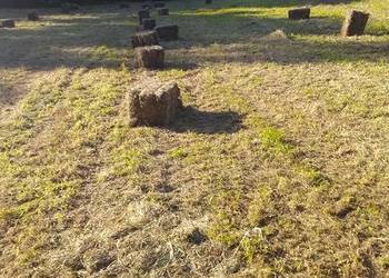 Siano prasowane w kostkach