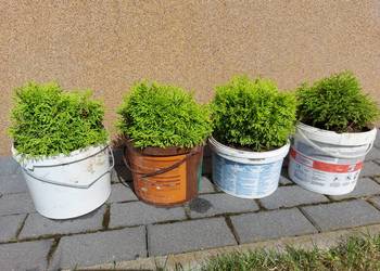 Tuja occidentalis Green Bubble żywotnik zachodni