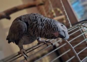 Papuga zako duza gadająca samiec