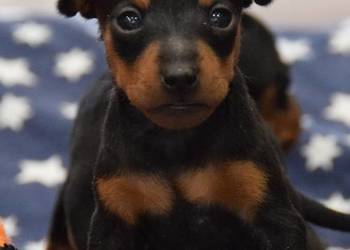 Pinczer miniaturowy szczenięta Zkwp