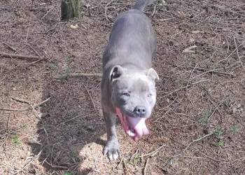 Staffordshire Bull Terrier, Pudel szczenie