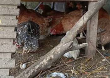 Kury rosołowe 20 szt