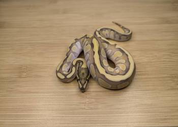 Pyton królewski Butter Fire het Clown