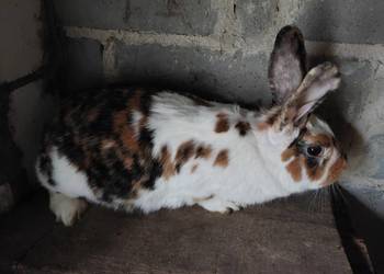 Samica trójbarwna rex