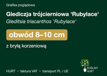 Glediczja trójcierniowa 'Rubylace' obwód 8-10 cm, z bryłą – HURT