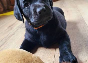Szczeniak labrador