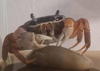 Krab tęczowy (Cardisoma armatum)