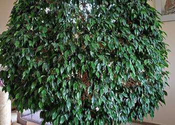 Fikus Beniamin Bardzo Duży Fikus Beniamin Bardzo Duży