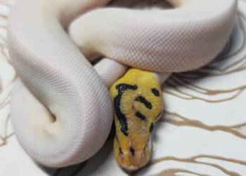 Wąż pyton królewski, python regius samiec
