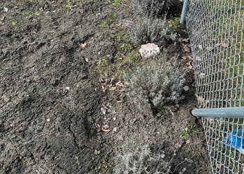 Sprzedam Działkę ROD we Wrocławiu na Kuźnikach