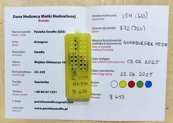 5+1 Buckfast VSH  matki pszczele jednodniowe Pasieka Wolinia