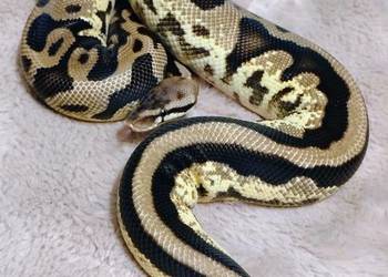 Pyton Królewski Regius Samica