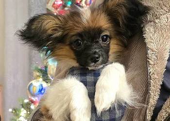 PAPILLON chłopiec z metryką ZKwP FCI