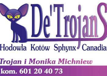Sphynx • Sfonks ℹ️ Likwidacja hodowli dorosle Kotełki mix • Warszawa
