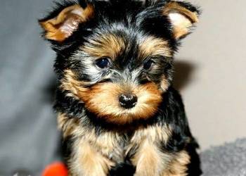 Live Wspaniały szczeniak rasy Yorkshire terrier gotowy do odbioru