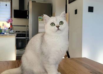 srebrne pointy kocięta brytyjskie