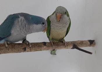 stado mnichy nizinee