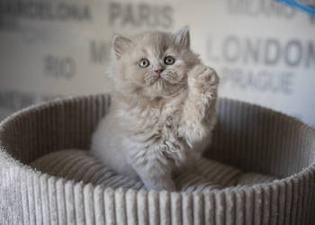 Brytyjski Długowłosy - Kotka Długowłosa Płowa - Tęczowy Agat - Miot M - 926