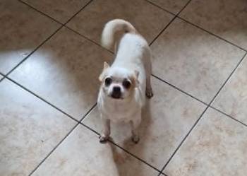 Do adopcji dorosła suczka Chihuahua