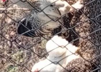 Sprzedam jajka kurze. W okolicy dowiozę.