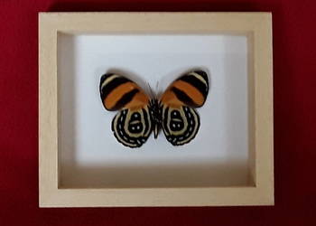 Motyl w ramce 12x10 cm . Callicore cynosura 55 mm
