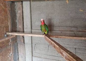 Samczyk amazonki kubański