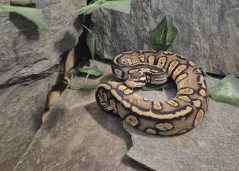 Pyton królewski Pastel Stranger 50% het hypo