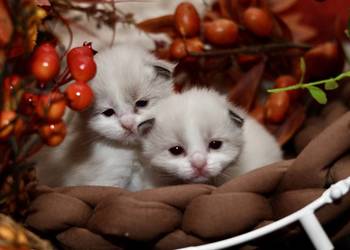 Ragdoll dwa kocurki bicolor