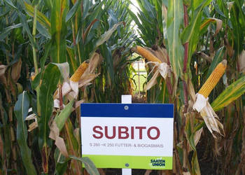 Materiał siewny kukurydza SU Subito FAO 260 na kiszonkę