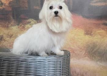 Suczka Maltańczyk z rodowodem FCI