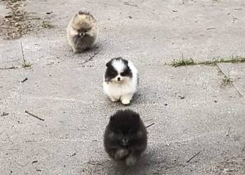 Szpic miniaturowy pomeranian