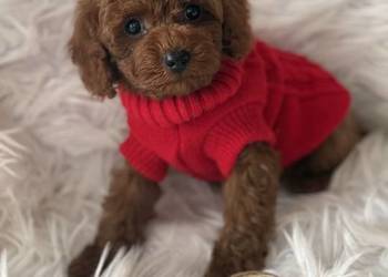 Pudel Toy szczeniak piesek sunia