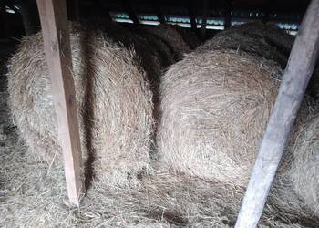 Sprzedam słomę owsianą