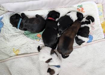Szczenięta shih tzu z genem blue